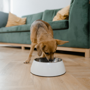 Cane mangia cibo umido dalla ciotola