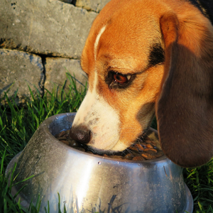 Crocchette gastrointestinal per problemi digestivi cane