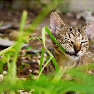 Cibo per gatti con problemi intestinali