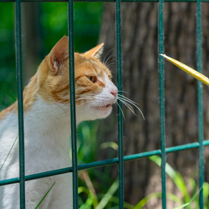 Cibo per gatti con problemi di stomaco