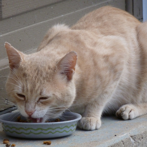 Cibo per gatto gastrointestinal