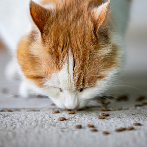 Crocchette gastrointestinal gatto