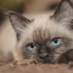 Gatto siamese grigio