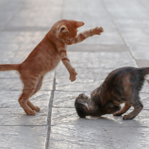 Gattini cuccioli che giocano