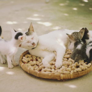 Mamma gatta con i cuccioli