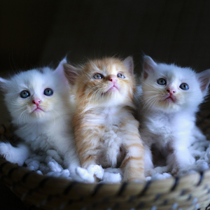 Gatti cuccioli nella cesta