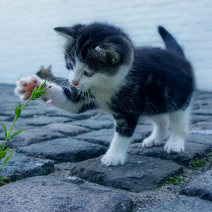 Gattino cucciolo mentre gioca