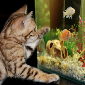 Gattino cucciolo che guarda l'acquario
