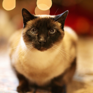 Gatto siamese strabico