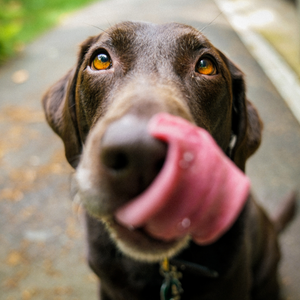 Le migliori marche di cibo umido per cani