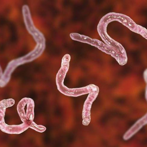 Vermi intestinali nel gatto: gli anchilostomi