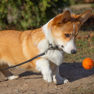 Esercizi per cane con pallina