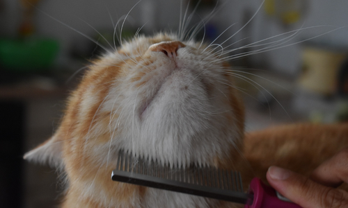 rimedi per la forfora nel gatto