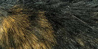 Gatto con forfora sulla schiena