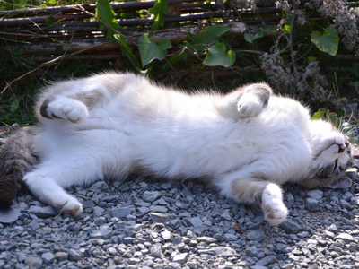 Dimagrimento nel gatto con i vermi