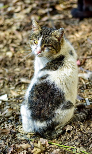 Pelo del gatto infeltrito con forfora