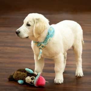 cane gioca con peluche
