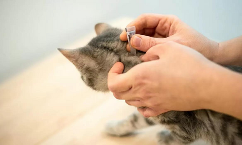 Rimedi spot on infestazione da vermi nel gatto
