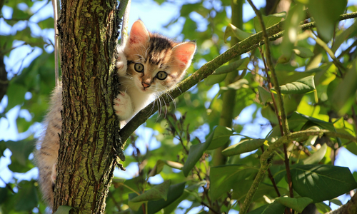 Gattino sull'albero