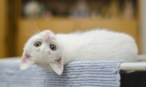 Gatto bianco sdraiato