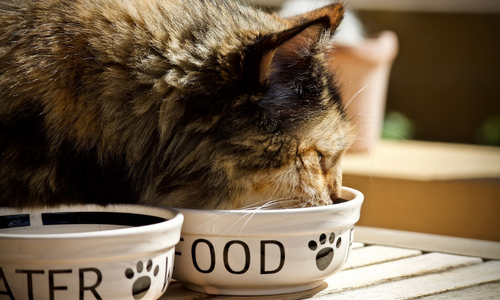 Gatto mangia nella ciotola