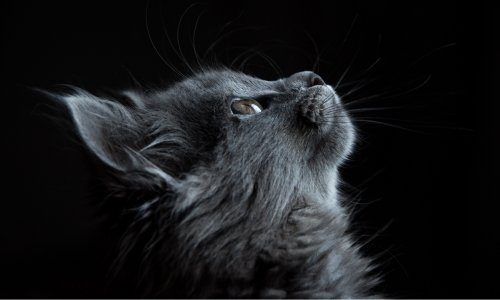 Gatto grigio occhi