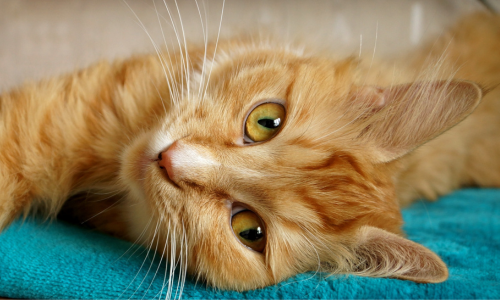 Gatto rosso occhi