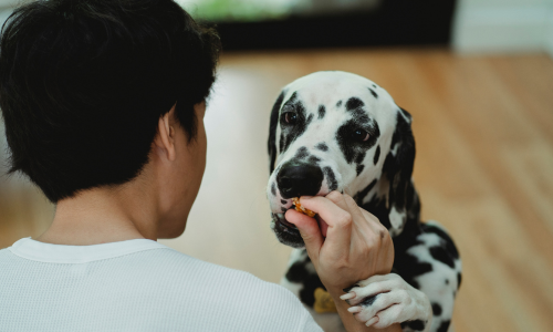 Addestramento del Dalmata