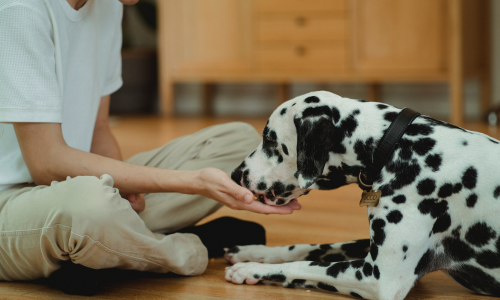 Snack per cani adulti