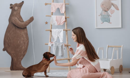 Dare snack al cane