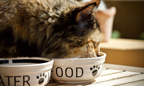 Gatto mangia cibo umido nella ciotola