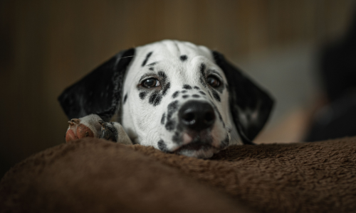 Cucciolo di Dalmata