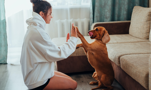 Snack per cani cuccioli