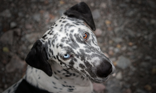 Eterocromia Dalmata