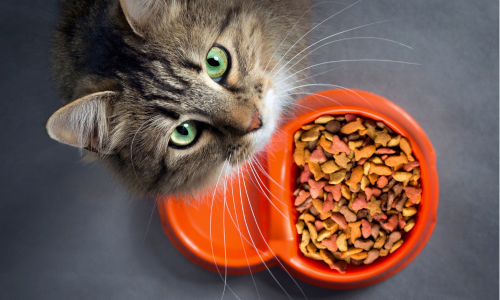 Cibo gatto