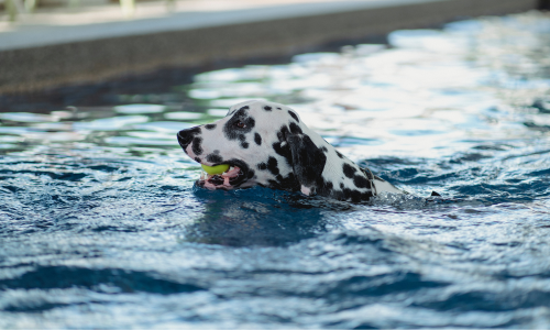 Dalmata in piscina