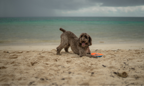 Lagotto Romagnolo Marrone al Mare