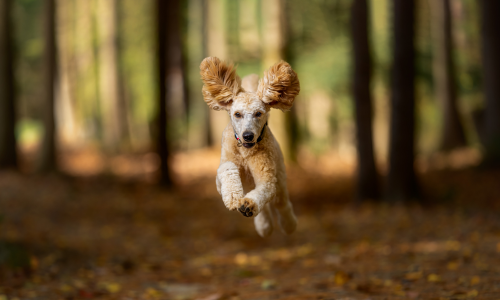 Cagnolino mentre corre
