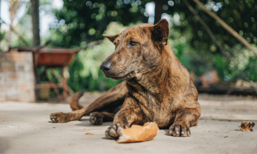 Cane mangia il pane