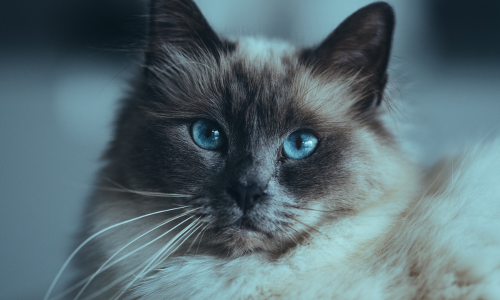 Gatto sacro birmano