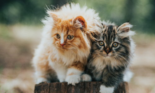 Cuccioli di gatto