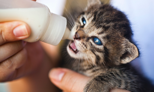 Cucciolo di gatto beve latte dal biberon