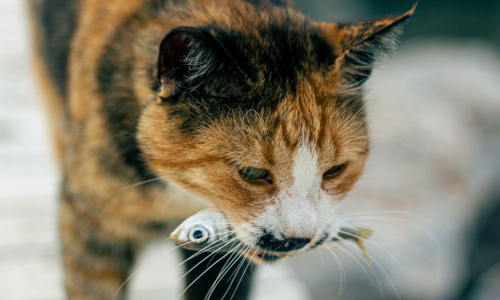Gatto caccia pesce