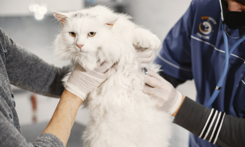Gatta incinta dal veterinario