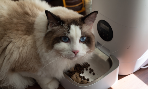 Gatto mangia croccantini grain free