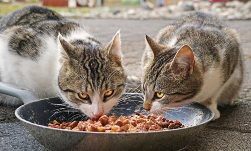 Gatti mangiano bocconcini senza cereali nella ciotola