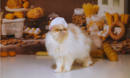 Gatto con il cappello da cuoco