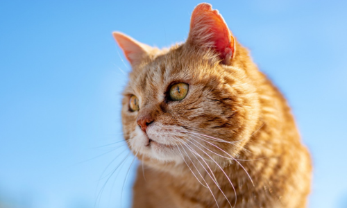 Gatto pelo rosso