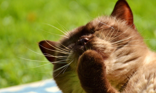 Gatto si pulisce la zampa