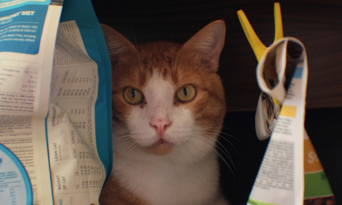 Gatto in mezzo alle scatole di croccantini